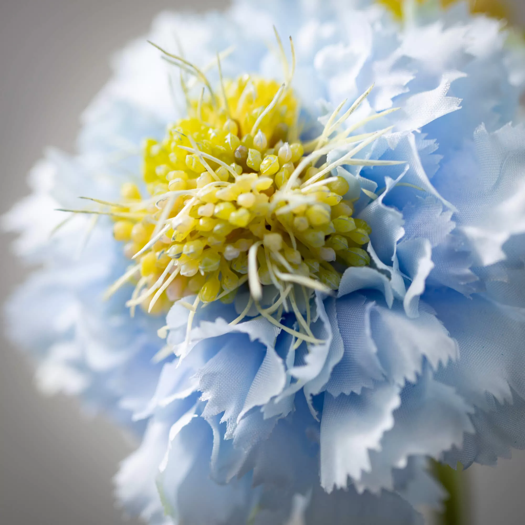 Light Blue Scabiosa Spray